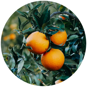 Flavours_Heritage citrus x350