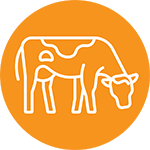 Orange_cow