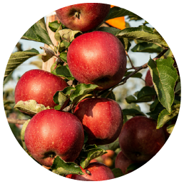 Organic_Apple