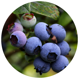 Organic_Blueberries