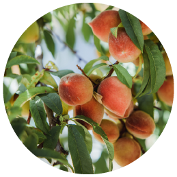 Organic_Peaches