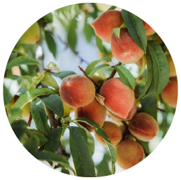 Organic_Peaches